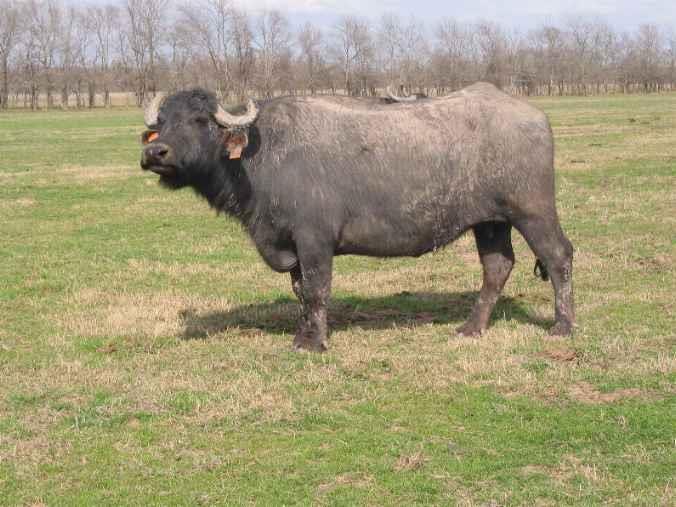 water buffalo cow
